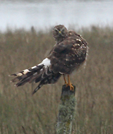 Northern-Harrier female